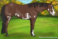 Horse Color:Bay Splash Frame 