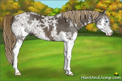 Horse Color:Liver Chestnut Ice Splash 