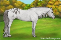 Horse Color:Grullo Appaloosa 