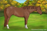 Horse Color:Unknown 