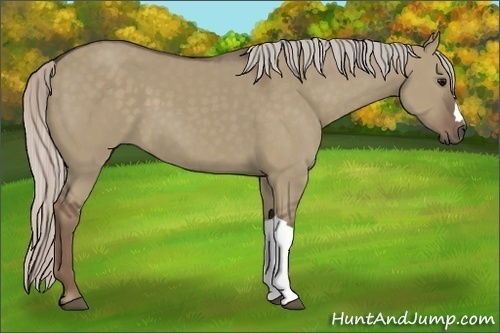 Horse Color:Silver Grullo