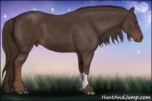 Horse Color:Liver Chestnut 