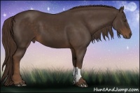 Horse Color:Liver Chestnut 