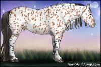 Horse Color:Bay Appaloosa 