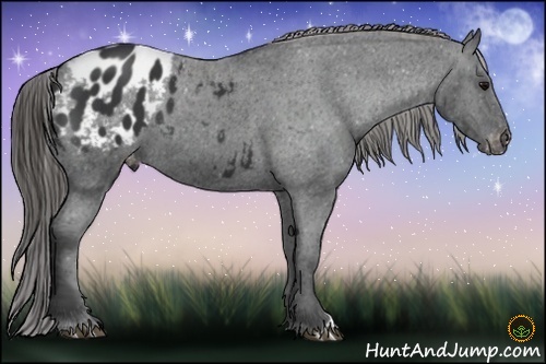 Horse Color:Black Appaloosa 