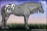 Horse Color:Black Appaloosa 