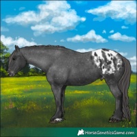 Horse Color:Black Appaloosa 