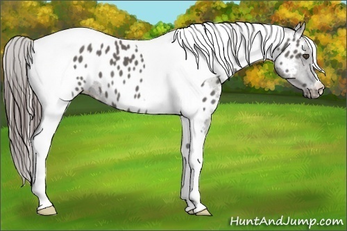Horse Color:Grullo Tobiano Appaloosa 