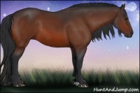 Horse Color:Bay Rabicano 