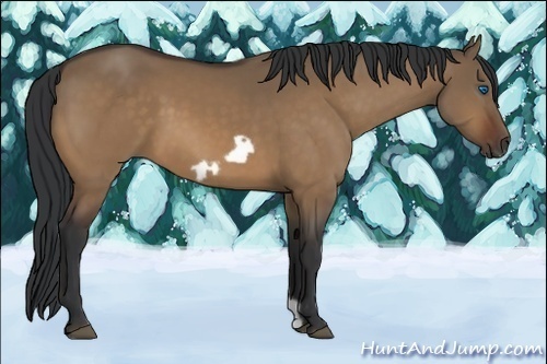 Horse Color:Bay Dun Frame 