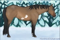 Horse Color:Bay Dun Frame 