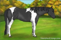Horse Color:Black Tobiano Frame