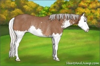 Horse Color:Silver Bay Sabino Splash Rabicano 