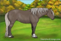 Horse Color:Silver Black Sabino Rabicano 