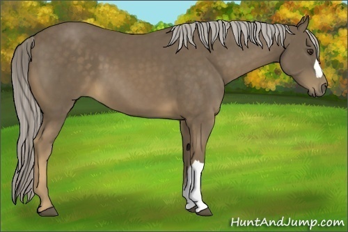 Horse Color:Chocolate Palomino