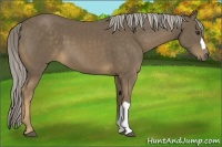 Horse Color:Chocolate Palomino 