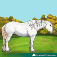 Horse Color:White Spotted Red Dun Sabino 