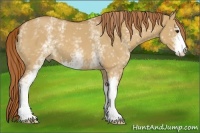 Horse Color:White Spotted Red Dun Sabino 
