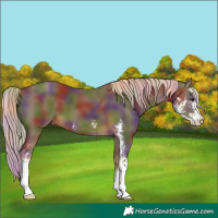 Horse Color:Nacre Chocolate Palomino Sabino 