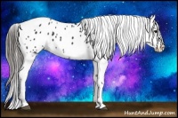 Horse Color:Black Frame Appaloosa 