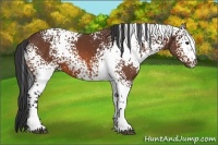 Horse Color:White Spotted Bay 