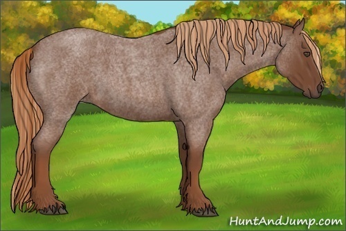 Horse Color:Unknown 