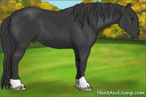 Horse Color:Black 