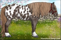 Horse Color:Liver Red Roan Frame Appaloosa 
