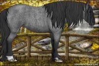 Horse Color:Blue Roan Frame 