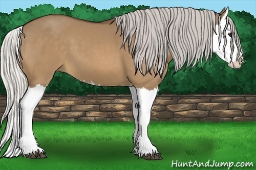 Horse Color:Silver Bay Dun Splash