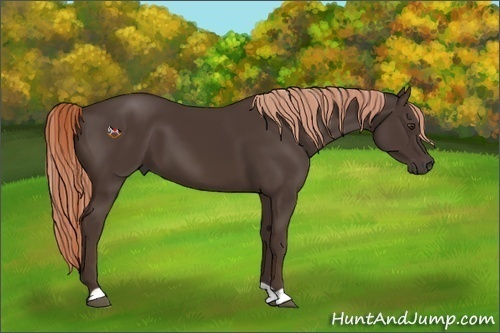 Horse Color:Liver Chestnut 