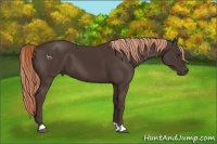 Horse Color:Liver Chestnut 
