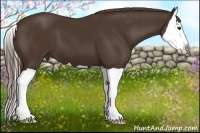 Horse Color:Liver Chestnut Splash