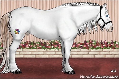 Horse Color:Brown Splash Frame Appaloosa 