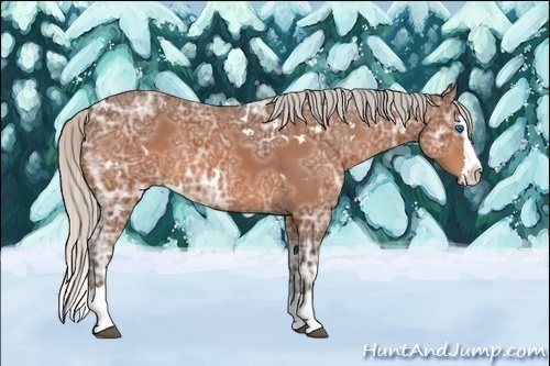 Horse Color:White Spotted Silver Bay Ice Sabino Splash 