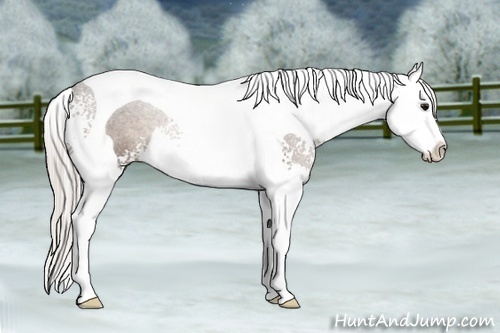 Horse Color:White Spotted Silver Black Splash Tobiano
