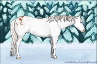 Horse Color:Silver Bay Sabino Splash 