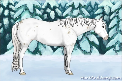 Horse Color:Silver Grullo Sabino Splash