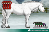 Horse Color:White Spotted Silver Grullo Ice Sabino Splash