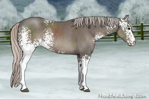 Horse Color:White Spotted Silver Black Sabino 