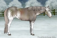 Horse Color:White Spotted Silver Black Sabino 