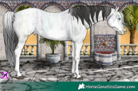 Horse Color:White Spotted Blue Ice Roan Splash Frame Varnish 