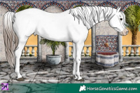Horse Color:White Spotted Blue Ice Roan Splash Frame Appaloosa