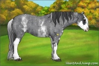 Horse Color:White Spotted Blue Roan Splash Frame Appaloosa 