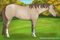 Horse Color:Grullo Pearl 
