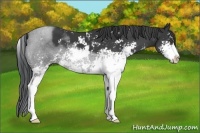 Horse Color:Black Sabino