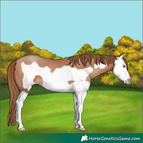 Horse Color:Bay Pearl Splash Frame 