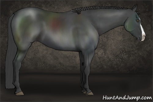 Horse Color:Smoky Black Splash 