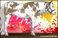 Horse Color:White Spotted Chocolate Palomino Splash