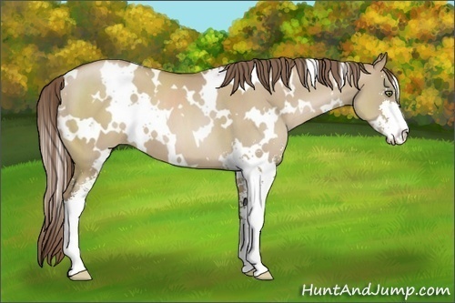 Horse Color:White Spotted Grullo Pearl Sabino